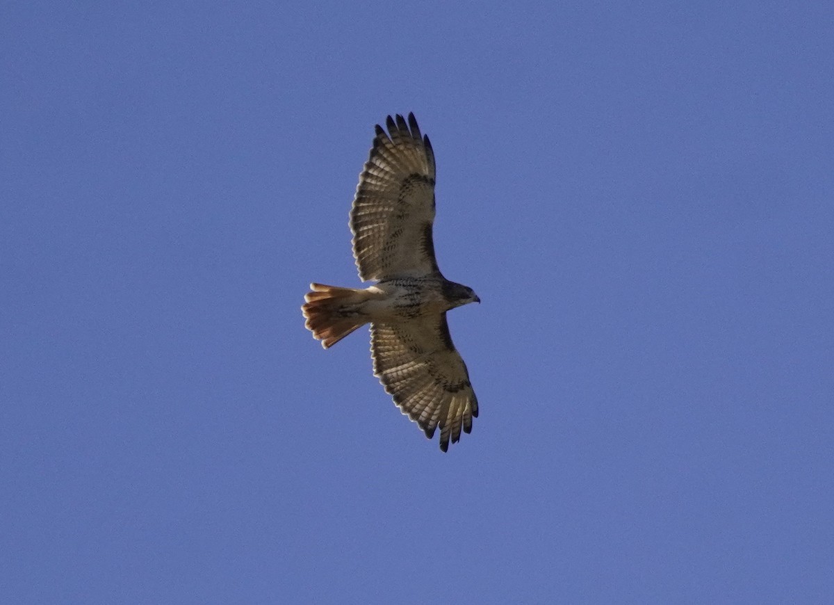 Red-tailed Hawk - ML625184218