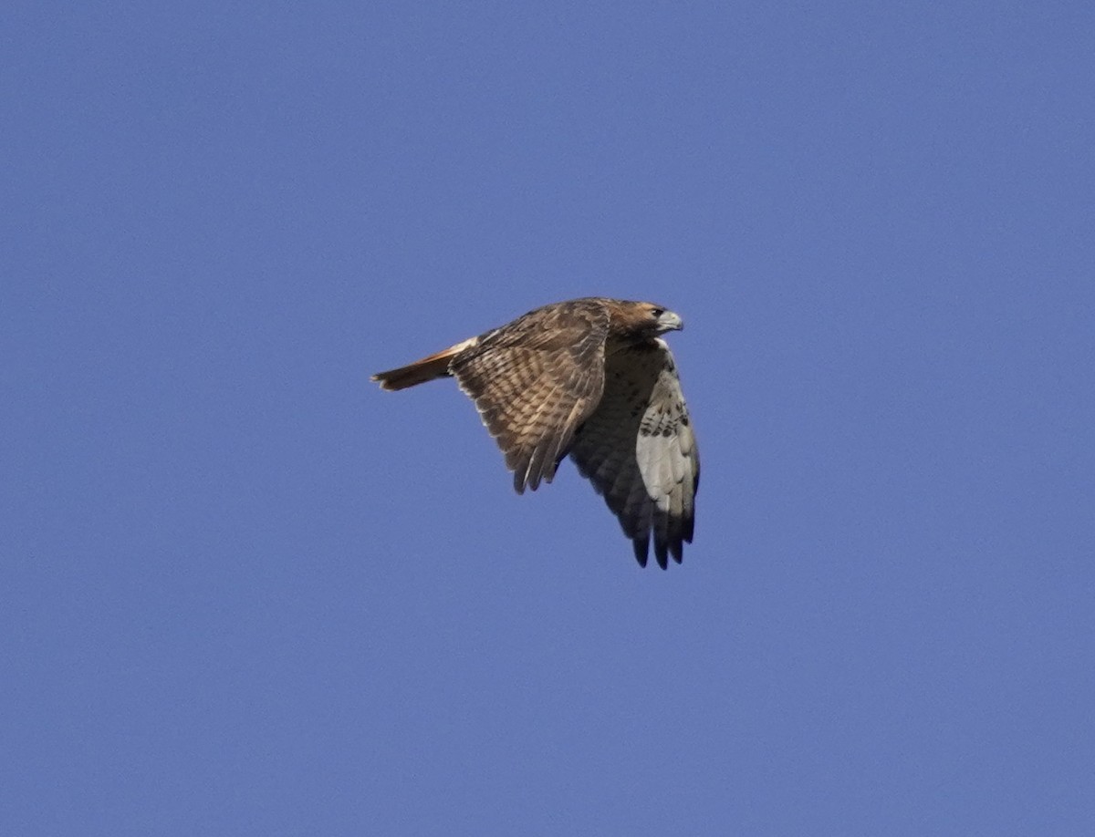 Red-tailed Hawk - ML625184219