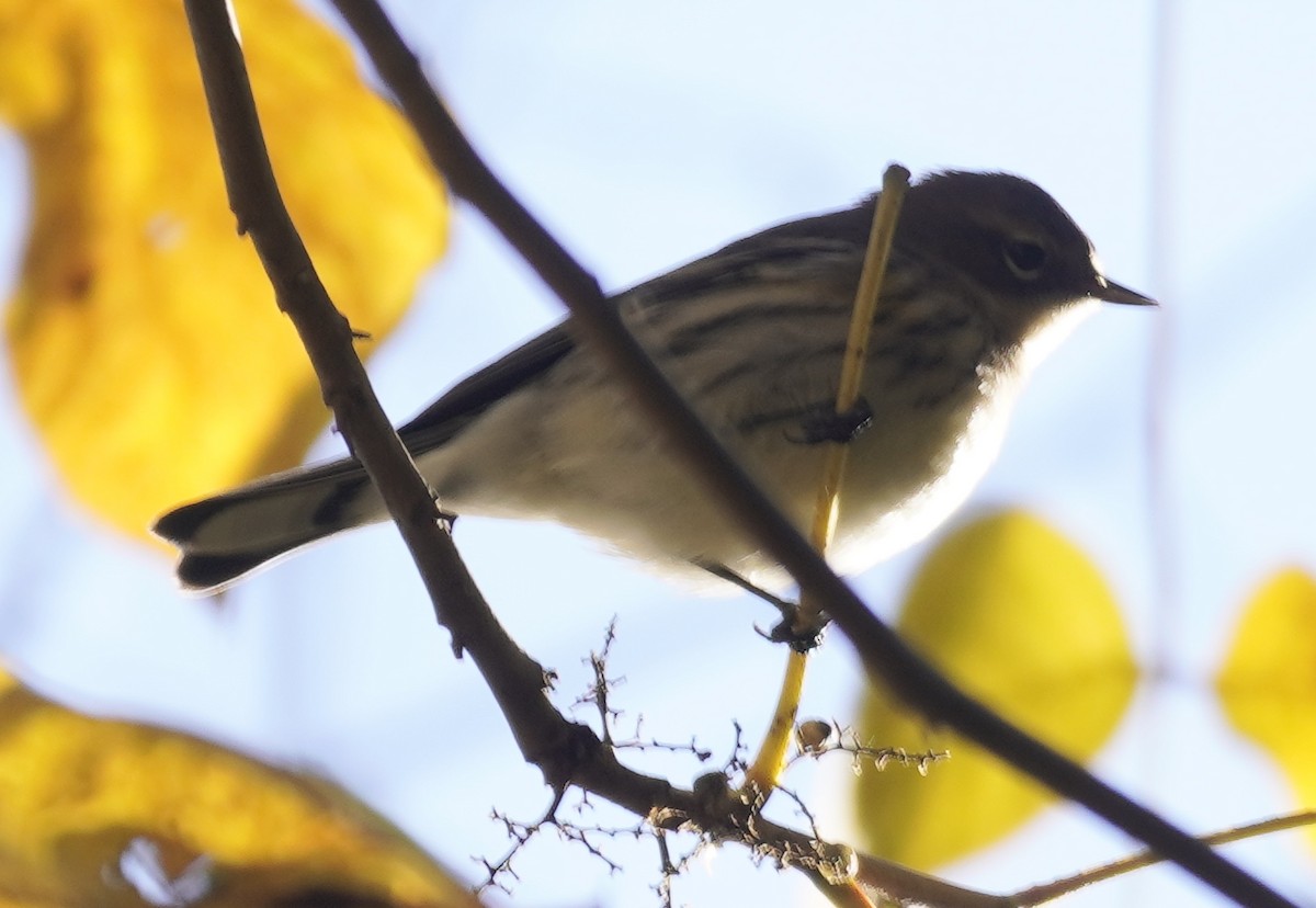 Blackpoll Warbler - ML625184227