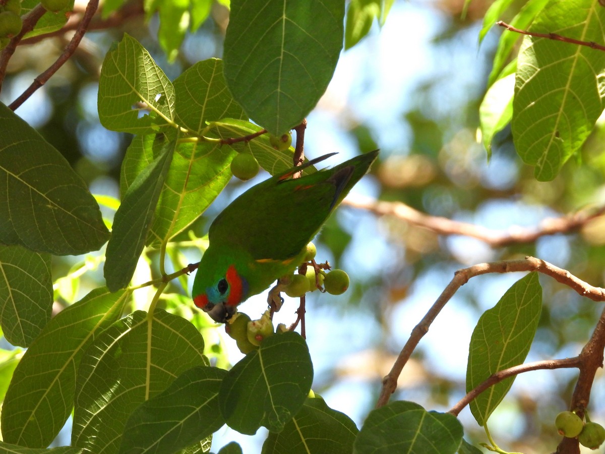 Double-eyed Fig-Parrot - ML625184283