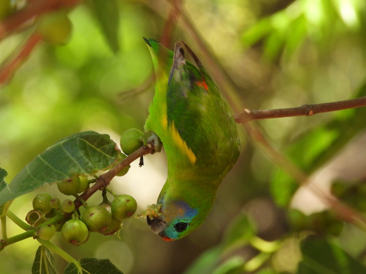 Double-eyed Fig-Parrot - ML625184289