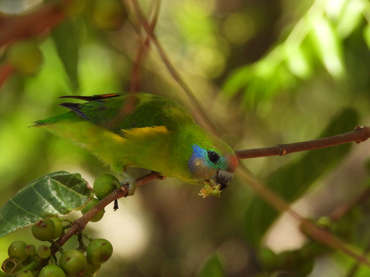 Double-eyed Fig-Parrot - ML625184294