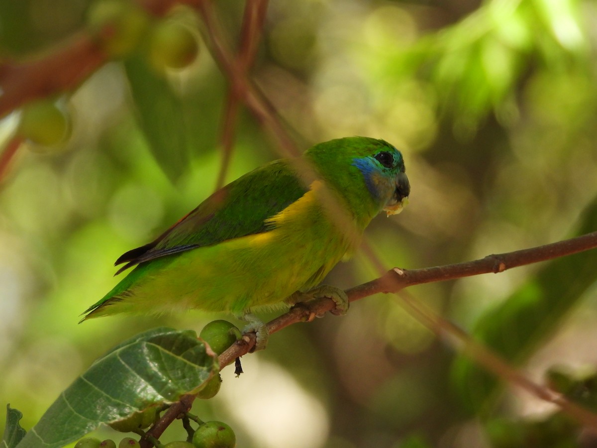 Double-eyed Fig-Parrot - ML625184298