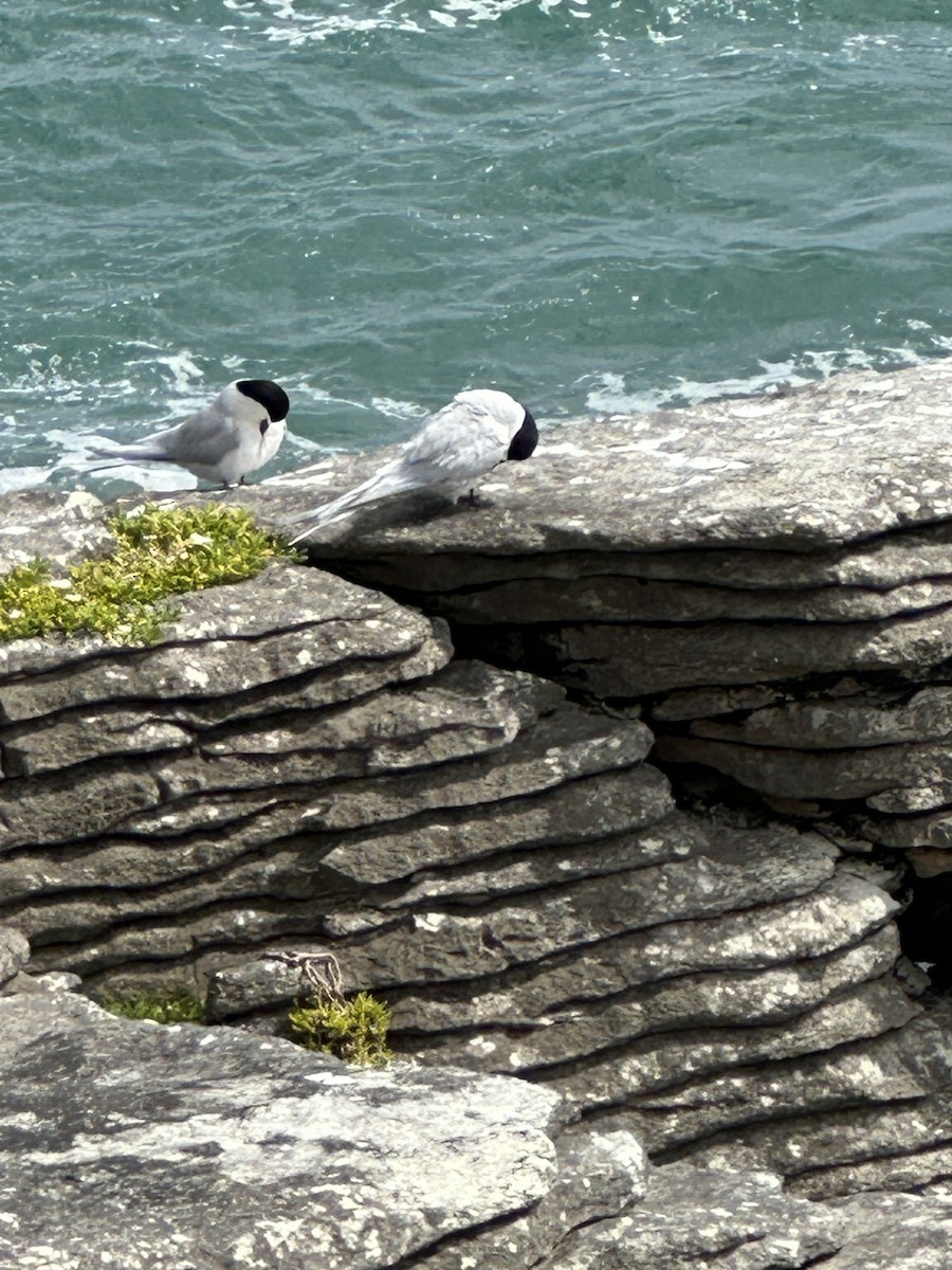 rybák běločelý - ML625184301