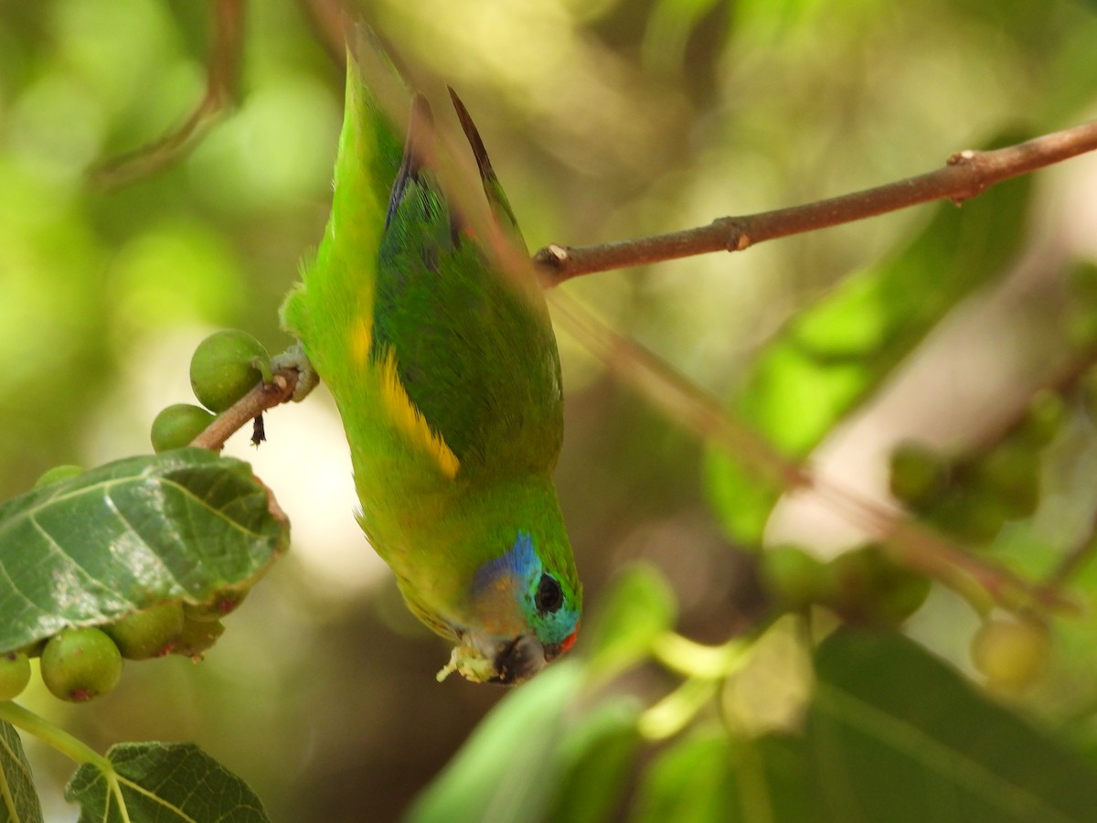 Double-eyed Fig-Parrot - ML625184311