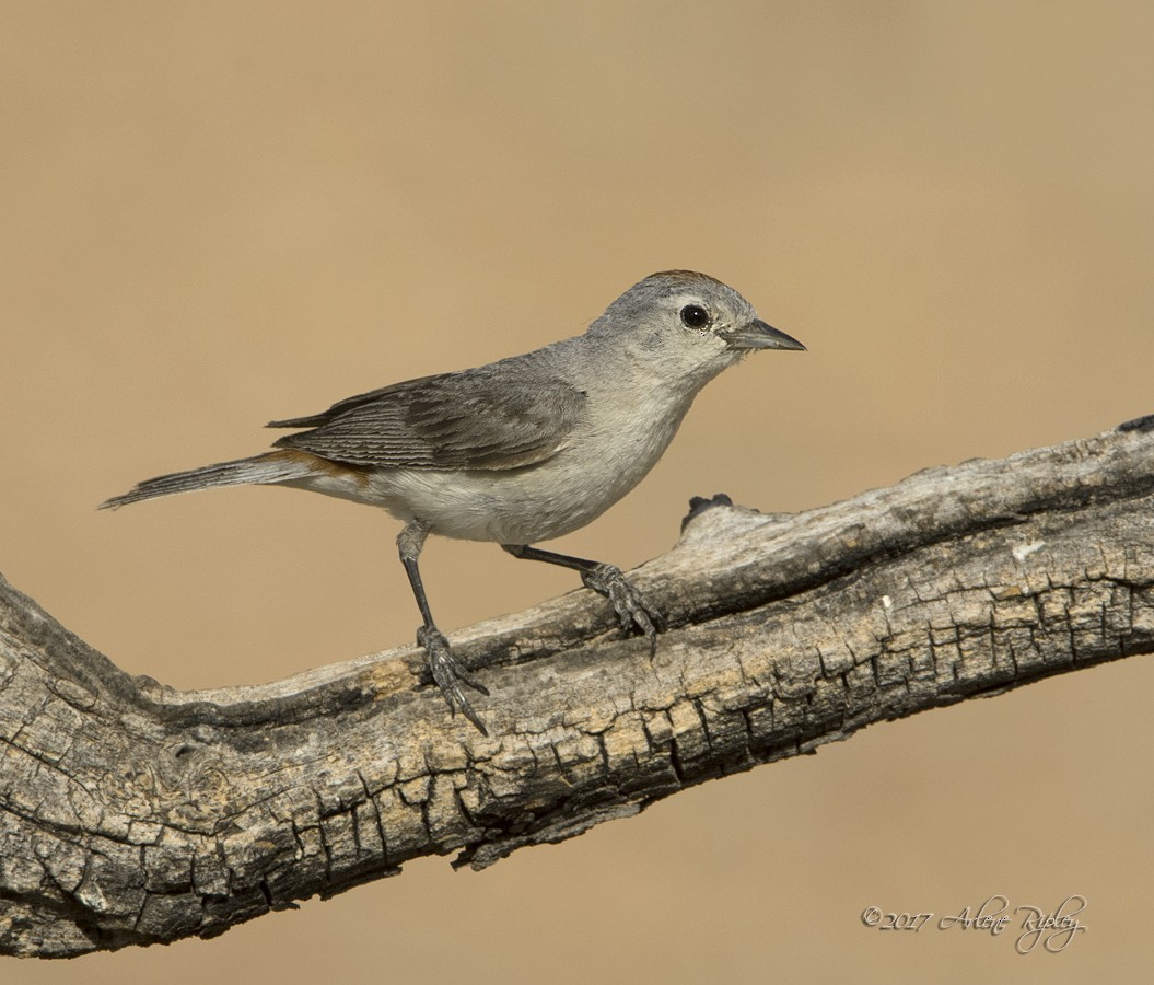 Lucy's Warbler - Arlene Ripley