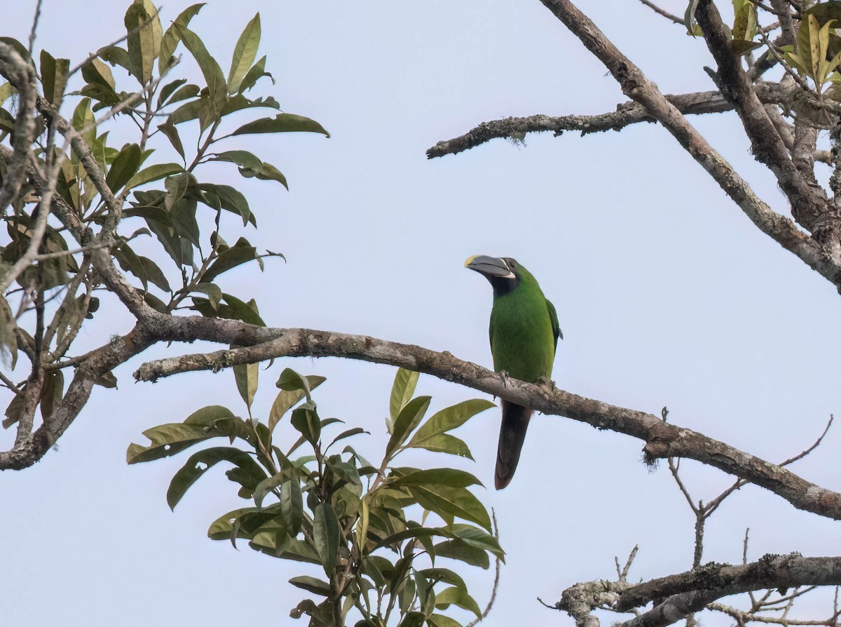 Toucanet de Derby - ML625184543