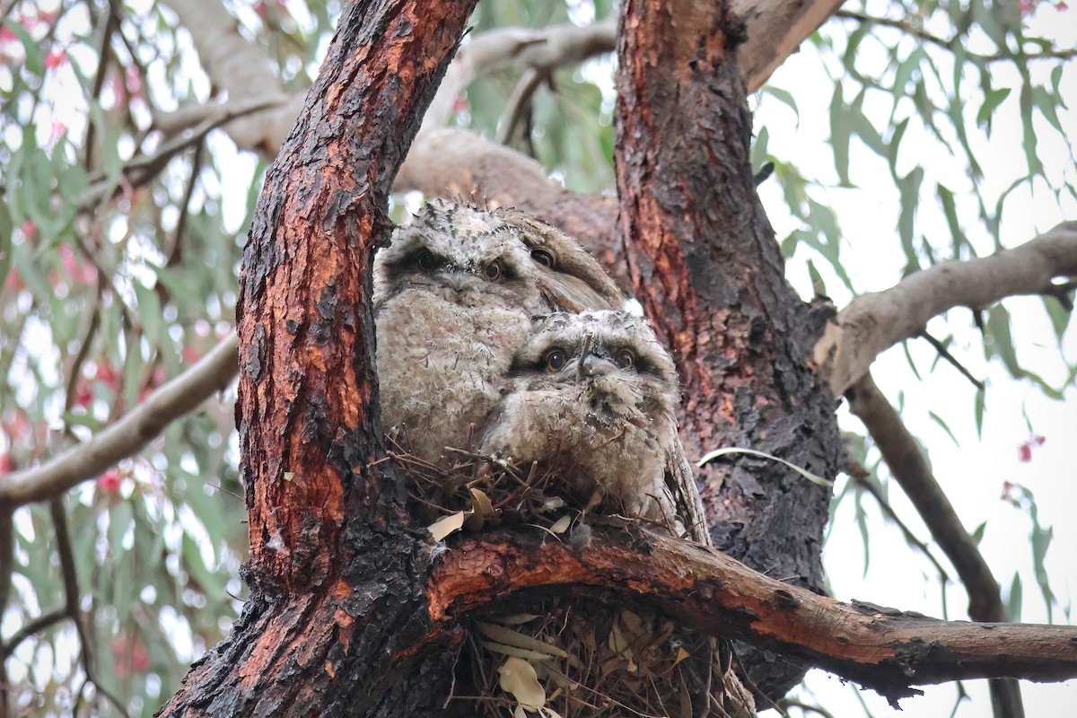 Tawny Frogmouth - ML625184614