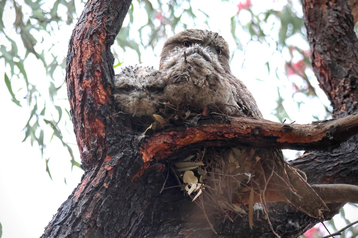 Tawny Frogmouth - ML625184621
