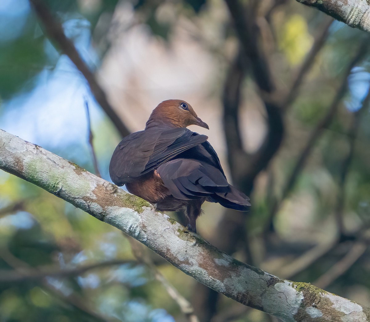 Philippine Cuckoo-Dove - ML625184634