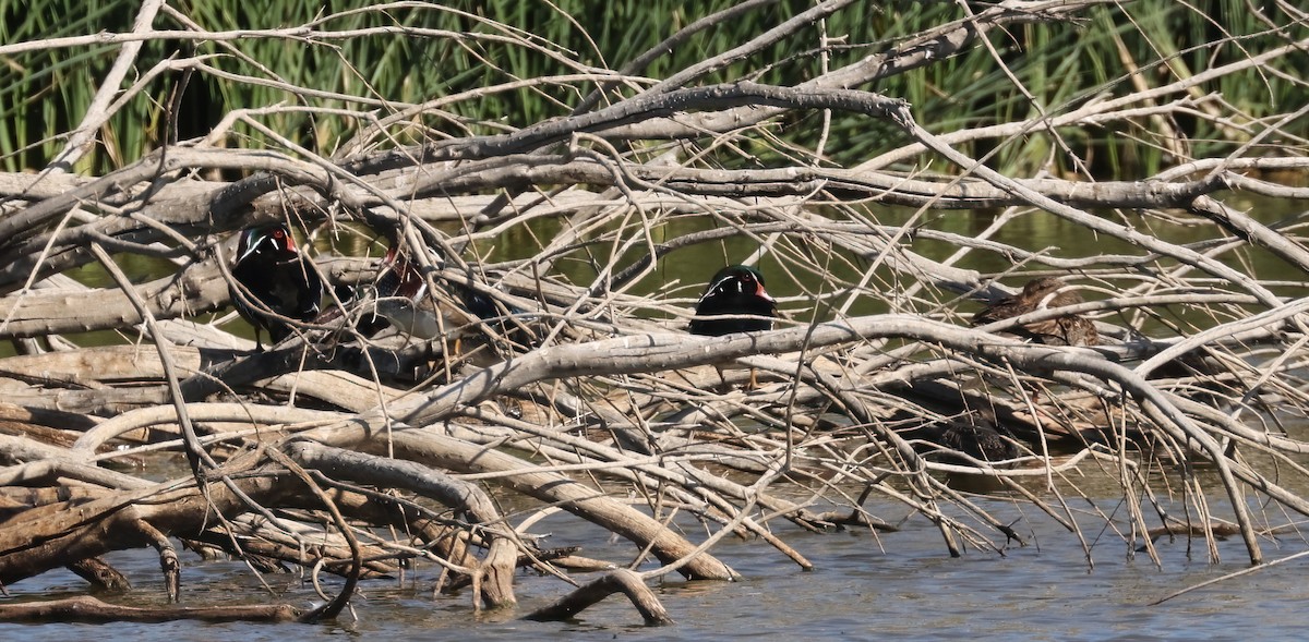 Wood Duck - ML625184658