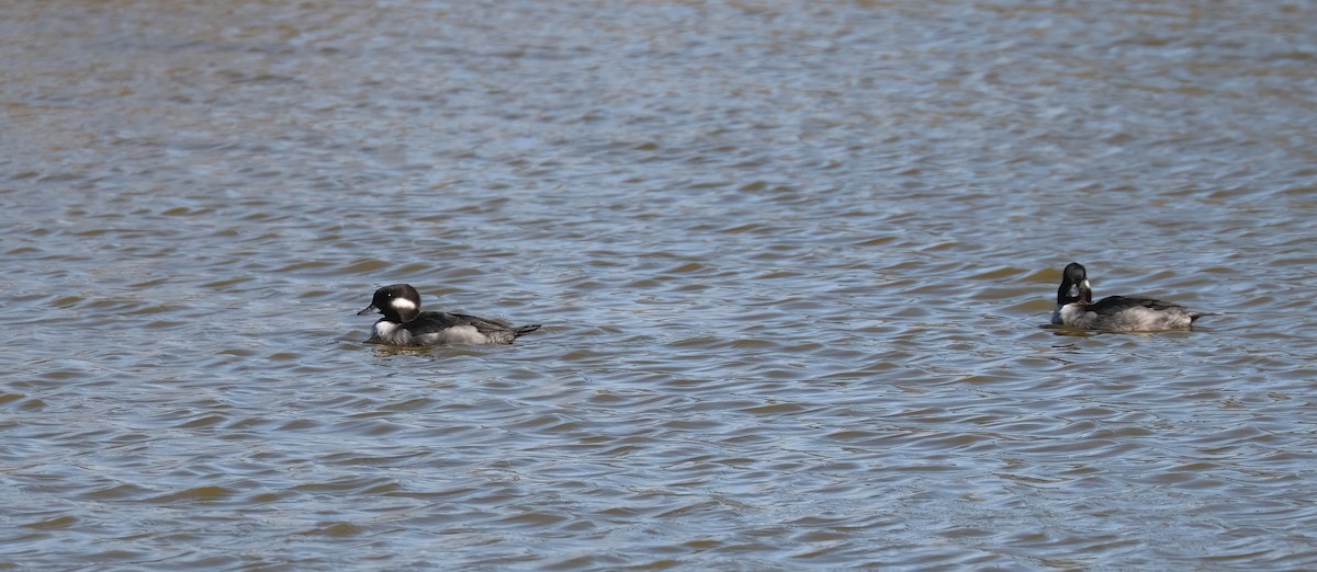 Bufflehead - ML625184665