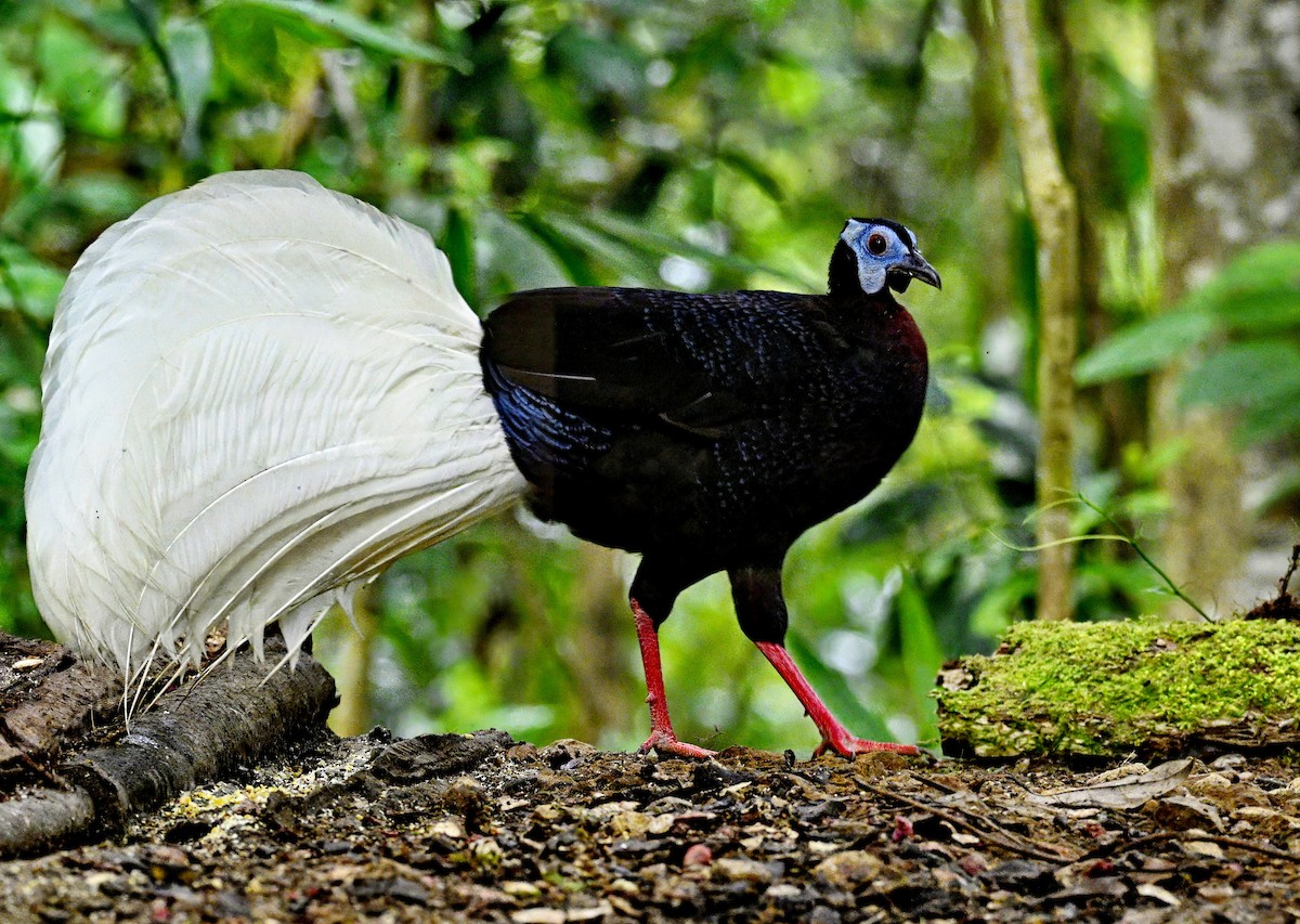 Bulwer's Pheasant - ML625184713