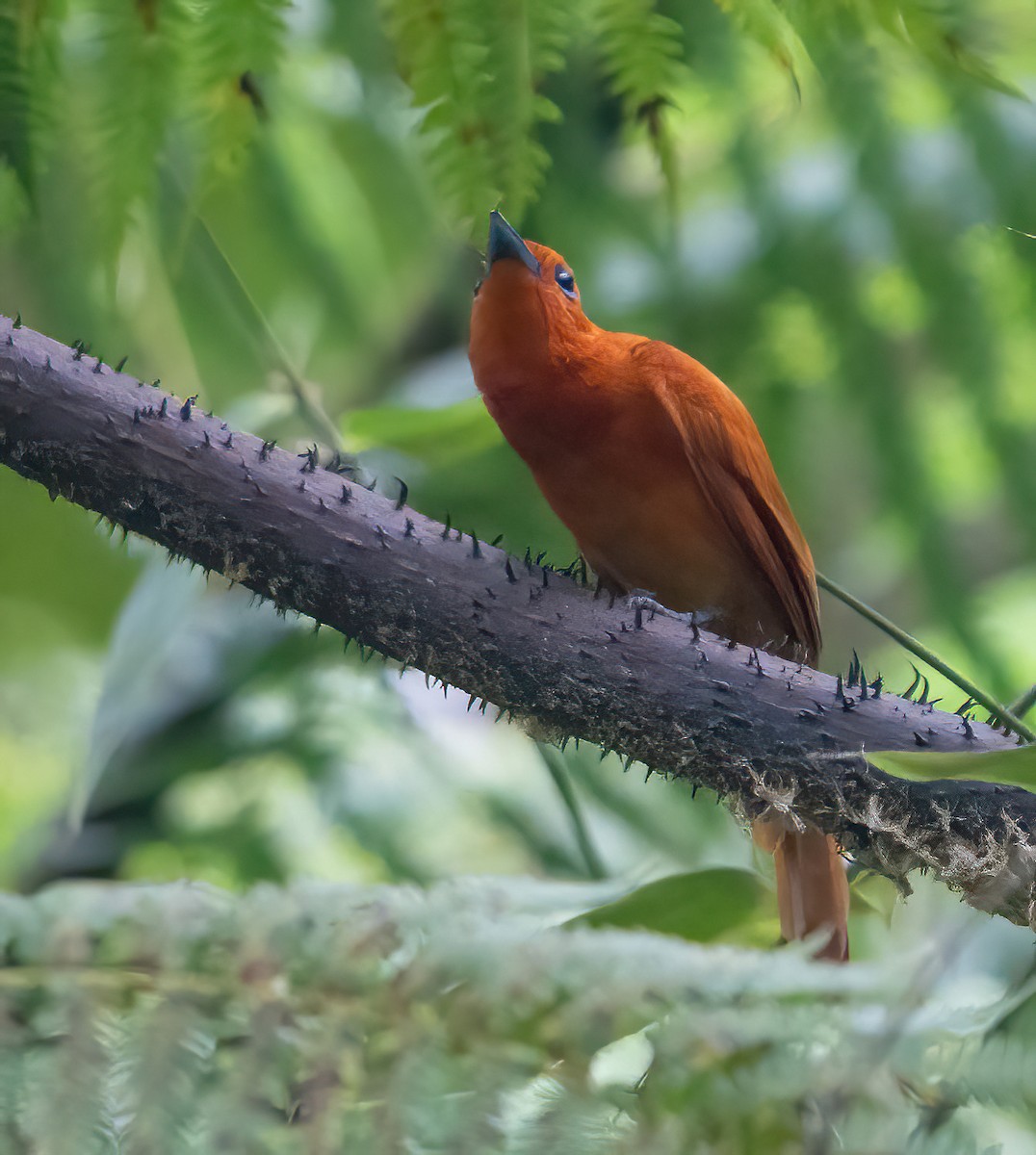 Rufous Paradise-Flycatcher - ML625184731