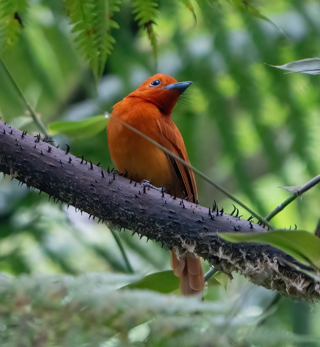 Rufous Paradise-Flycatcher - ML625184732