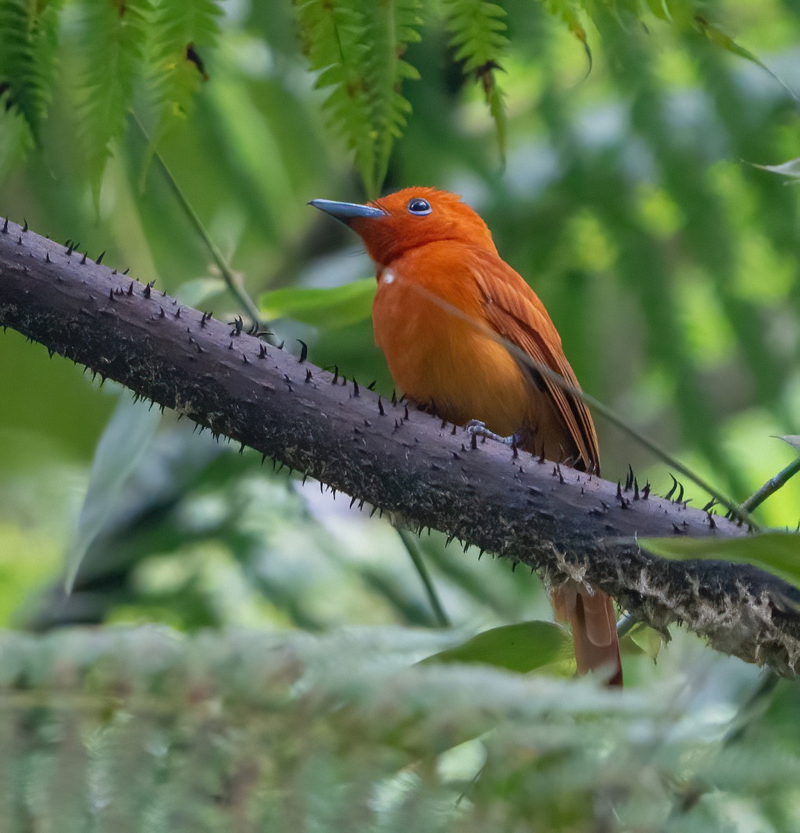 Rufous Paradise-Flycatcher - ML625184733