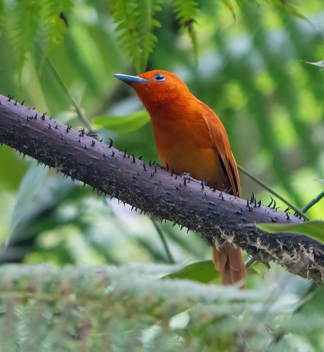 Rufous Paradise-Flycatcher - ML625184734