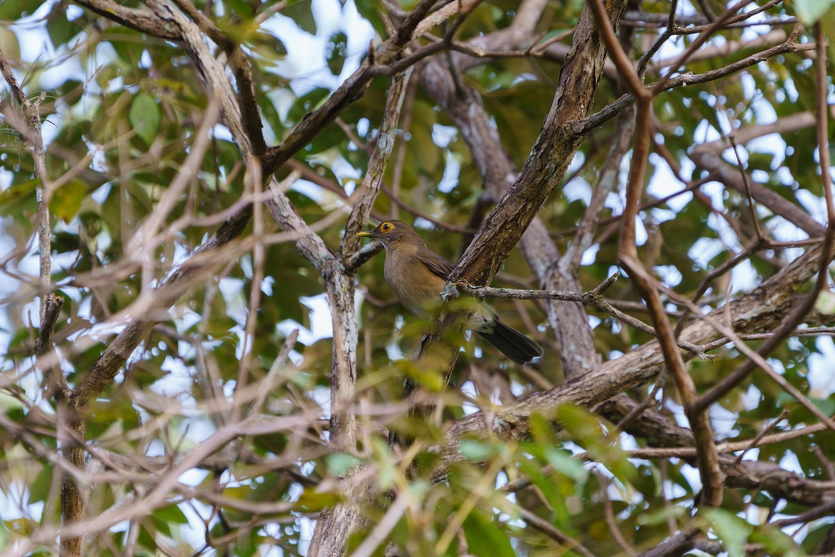 Spectacled Thrush - ML625185219