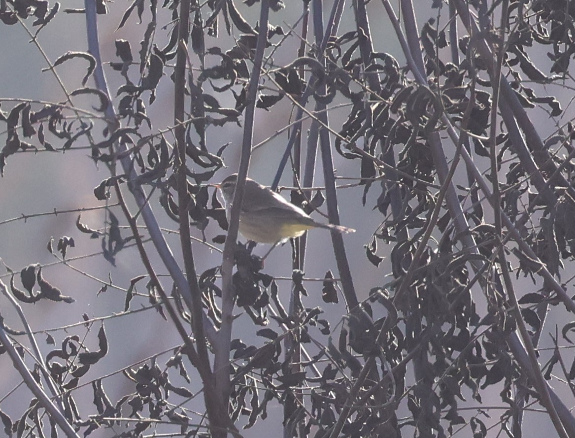 Palm Warbler (Western) - ML625185292