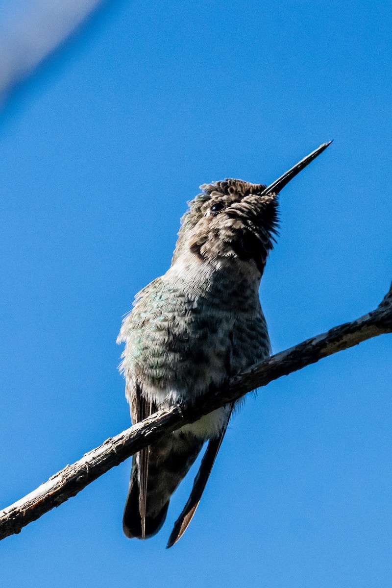 Anna's Hummingbird - ML625185317