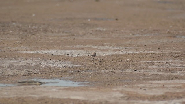 Collared Plover - ML625185574