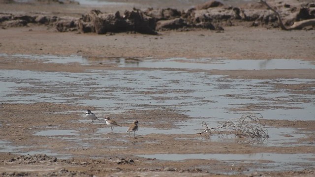 Collared Plover - ML625185579
