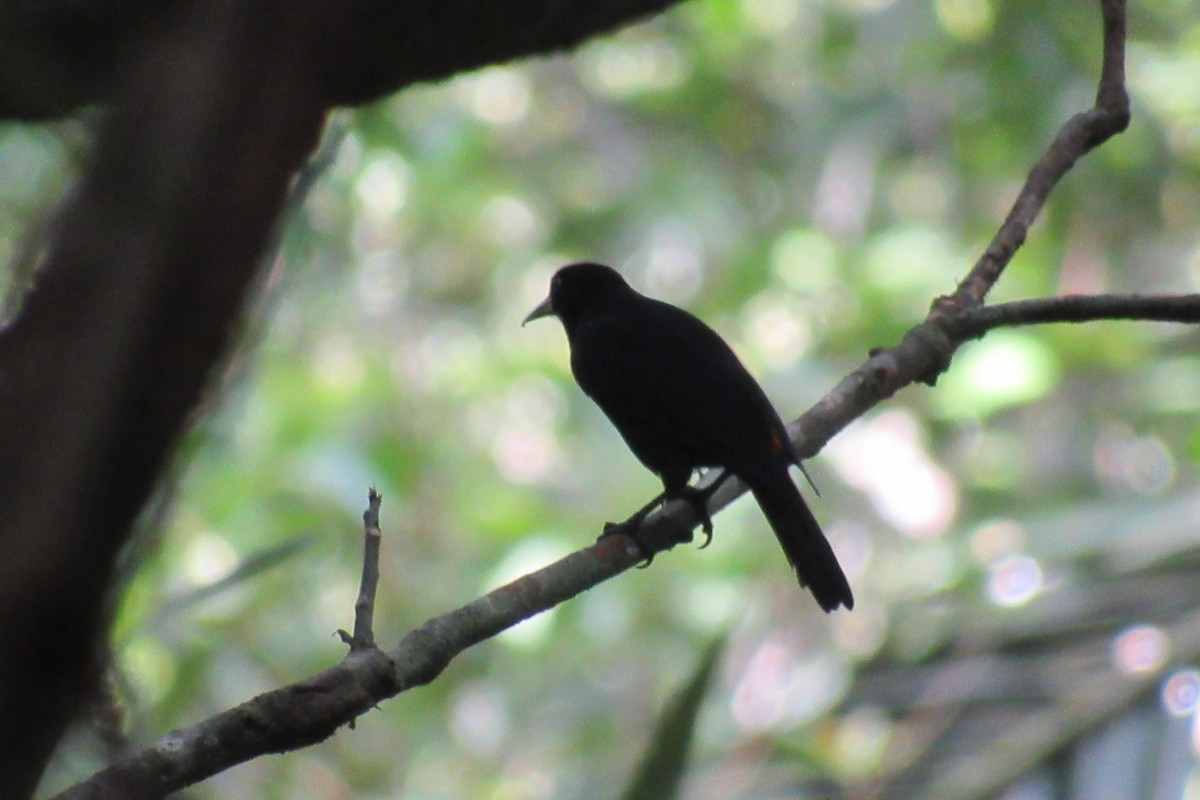 Scarlet-rumped Cacique - ML625185817