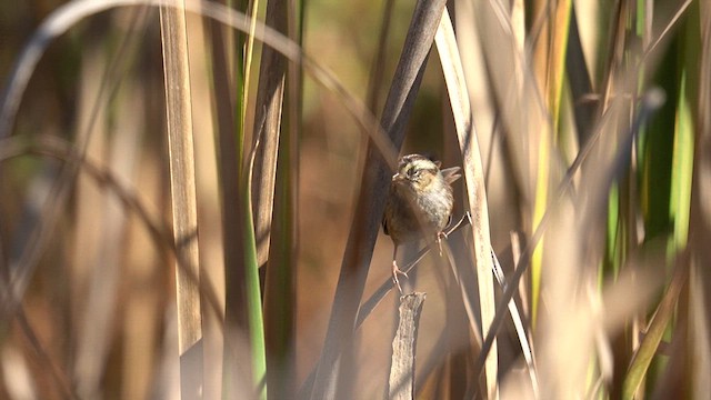 Swamp Sparrow - ML625185824