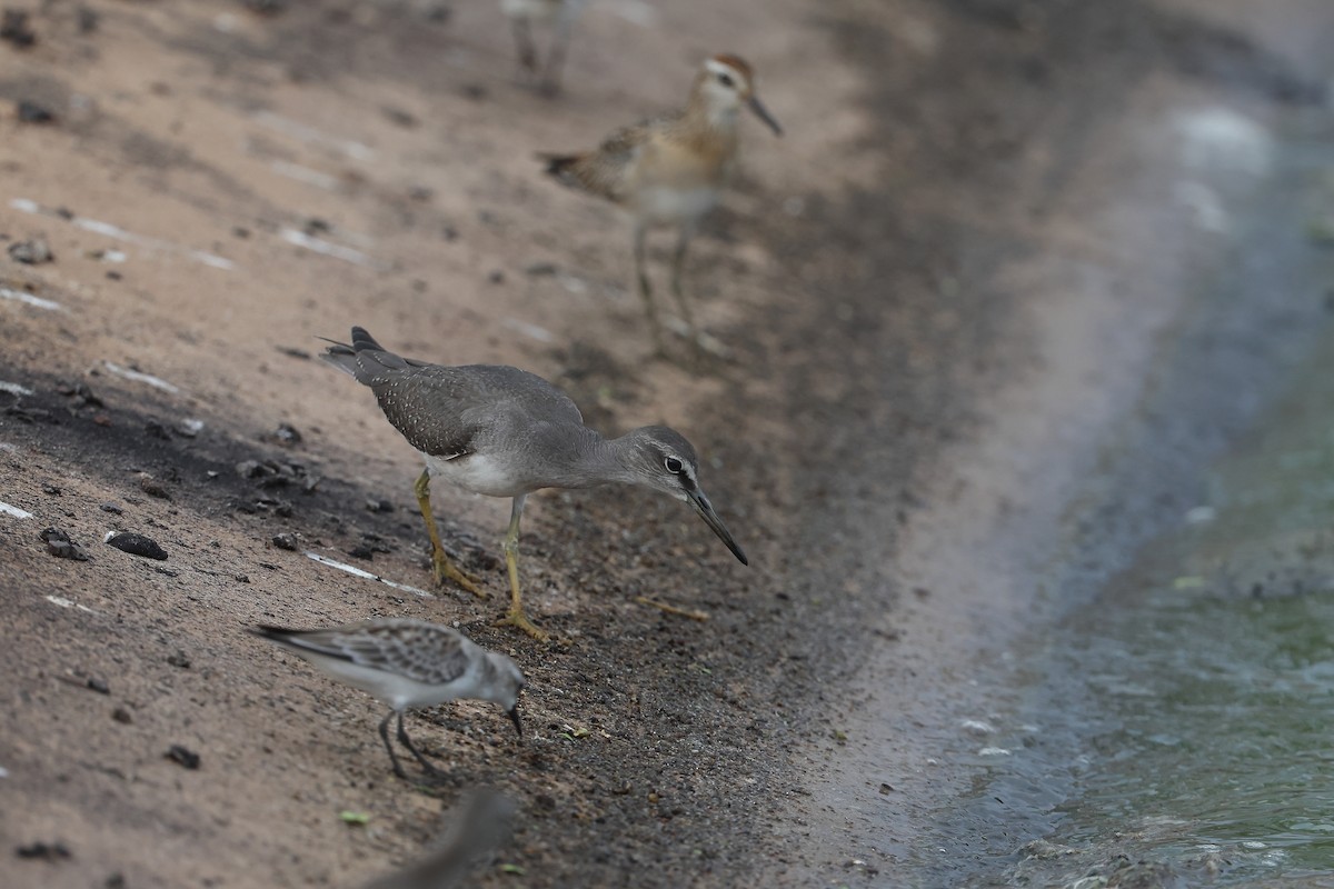 Gray-tailed Tattler - ML625185872