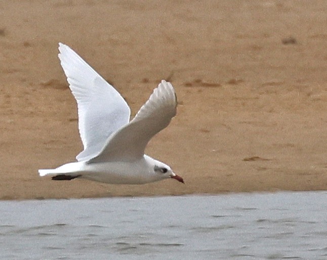 Mediterranean Gull - ML625185938