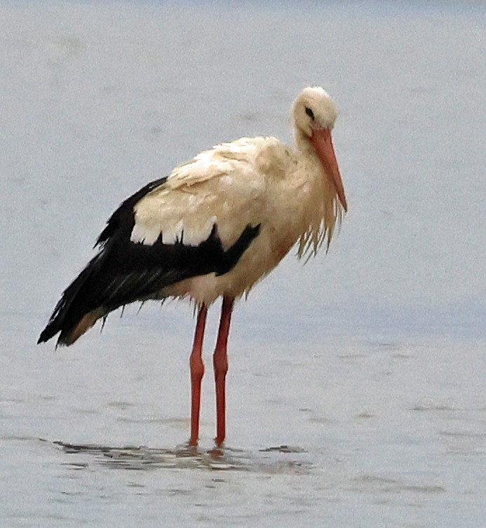 White Stork - ML625185970