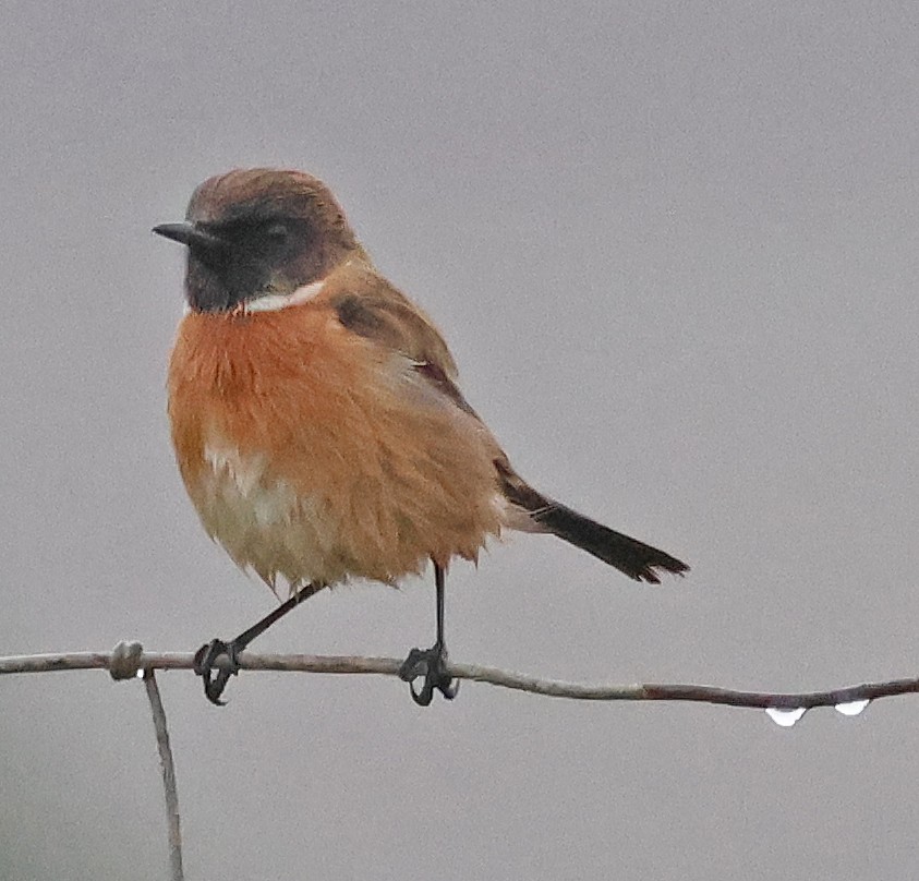 European Stonechat - ML625185975