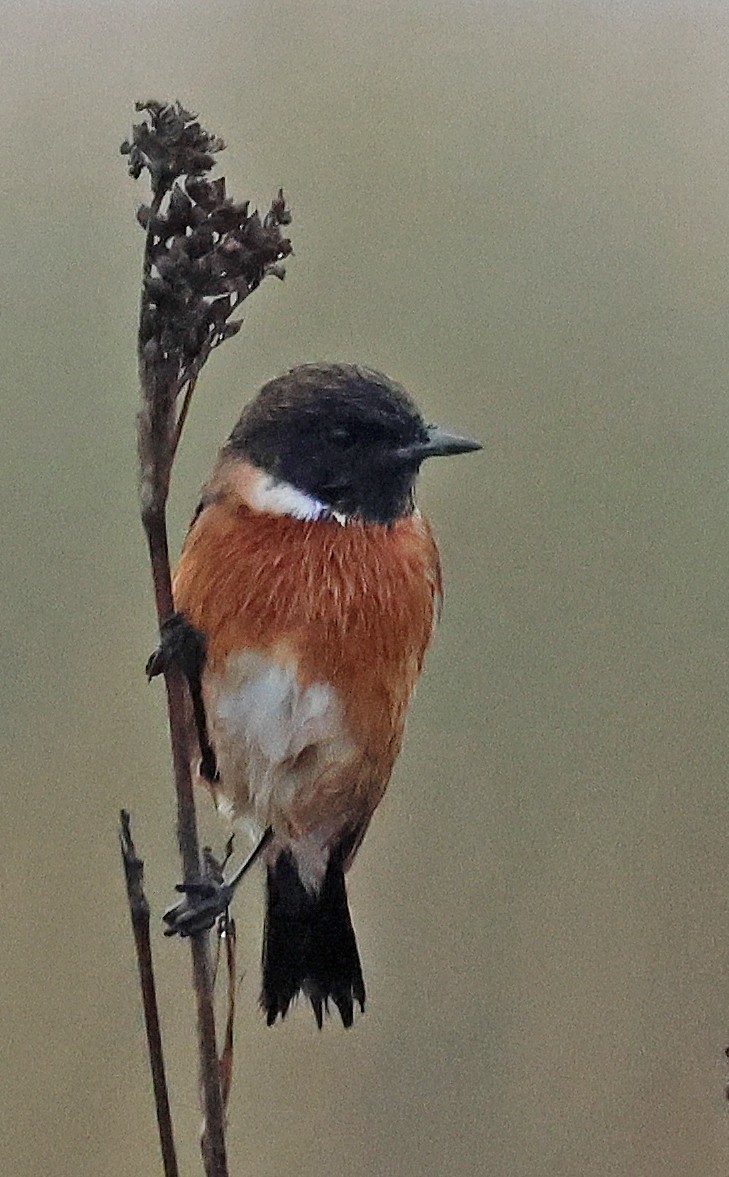 European Stonechat - ML625185976