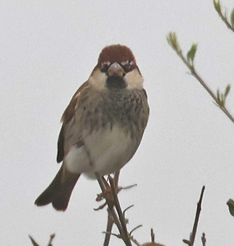 Spanish Sparrow - ML625185985