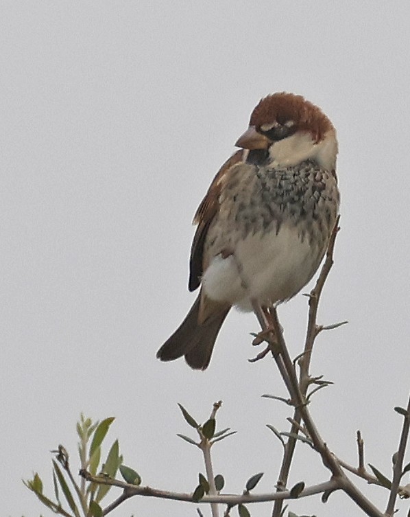 Spanish Sparrow - ML625185986