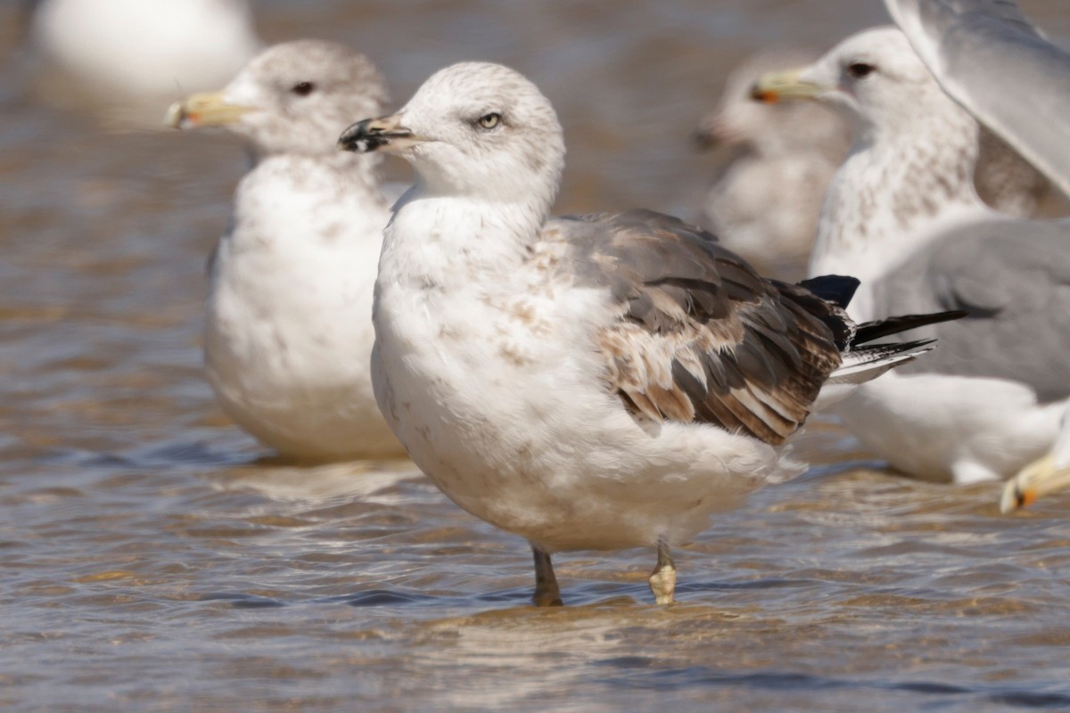 Lesser Black-backed Gull - ML625186058