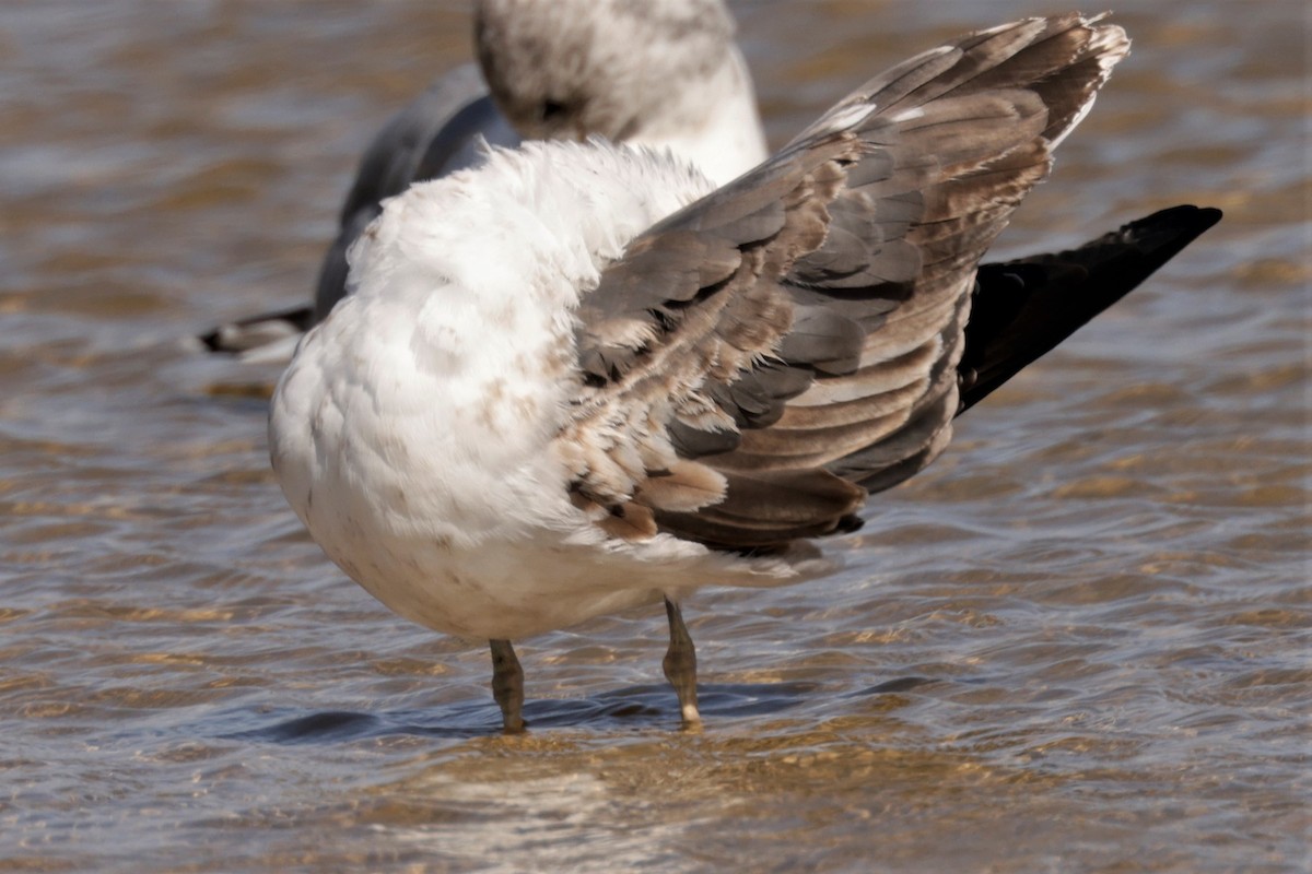 Lesser Black-backed Gull - ML625186059