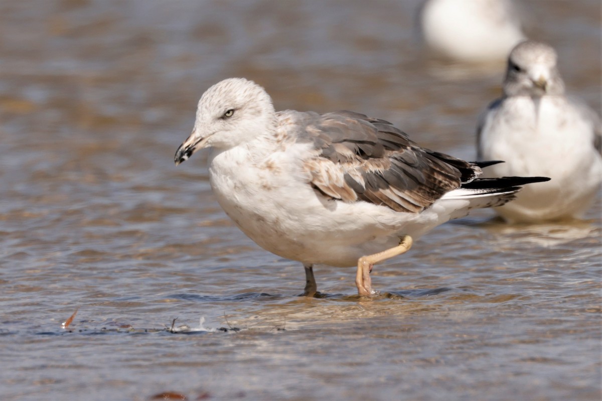 Lesser Black-backed Gull - ML625186061
