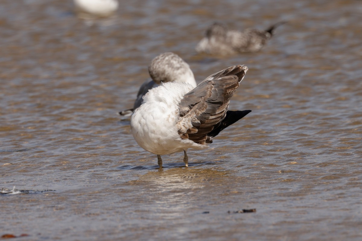 Lesser Black-backed Gull - ML625186062