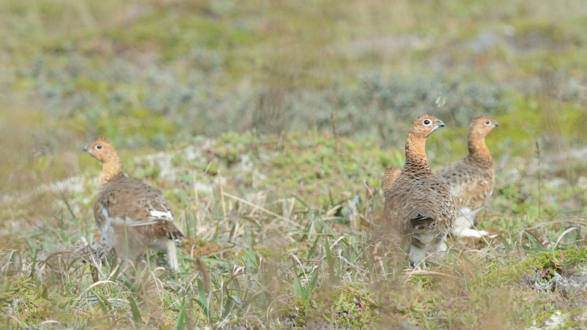 Willow Ptarmigan - ML625186234