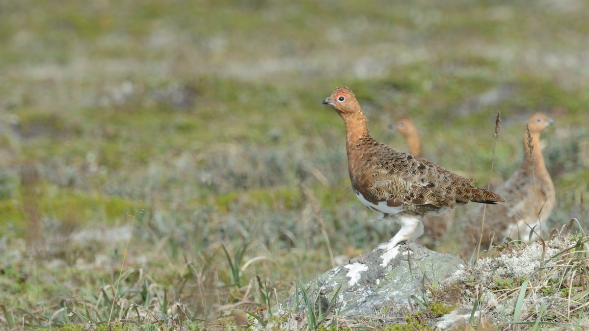 Willow Ptarmigan - ML625186235