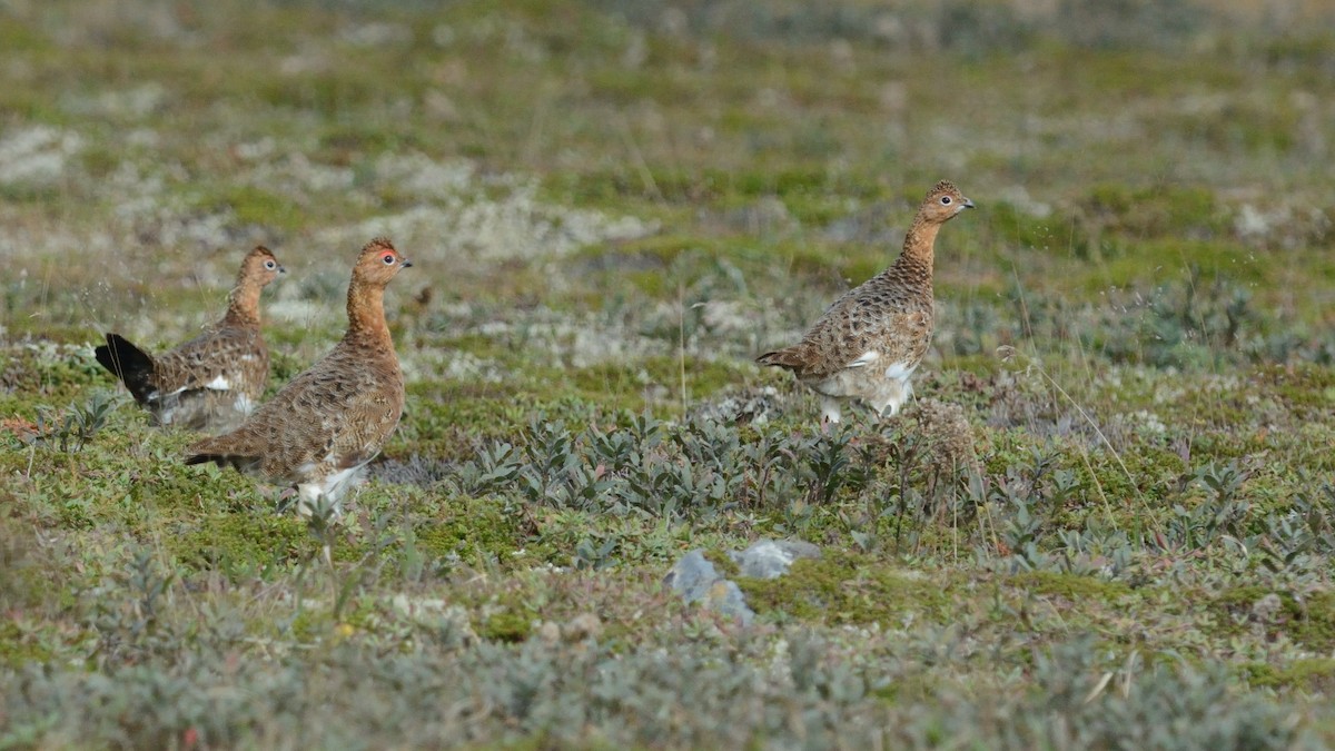 Willow Ptarmigan - ML625186236