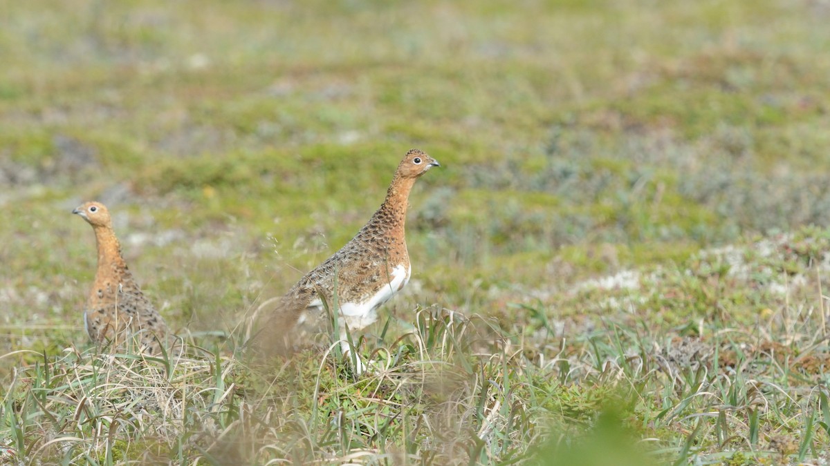 Willow Ptarmigan - ML625186237