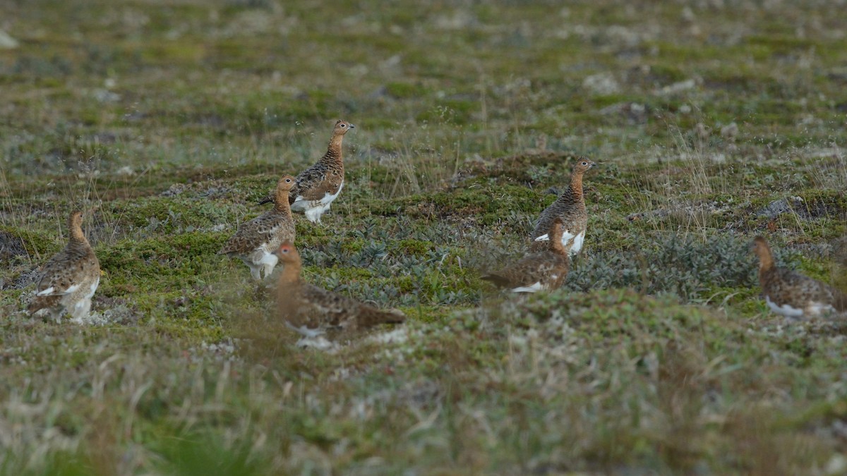 Willow Ptarmigan - ML625186239