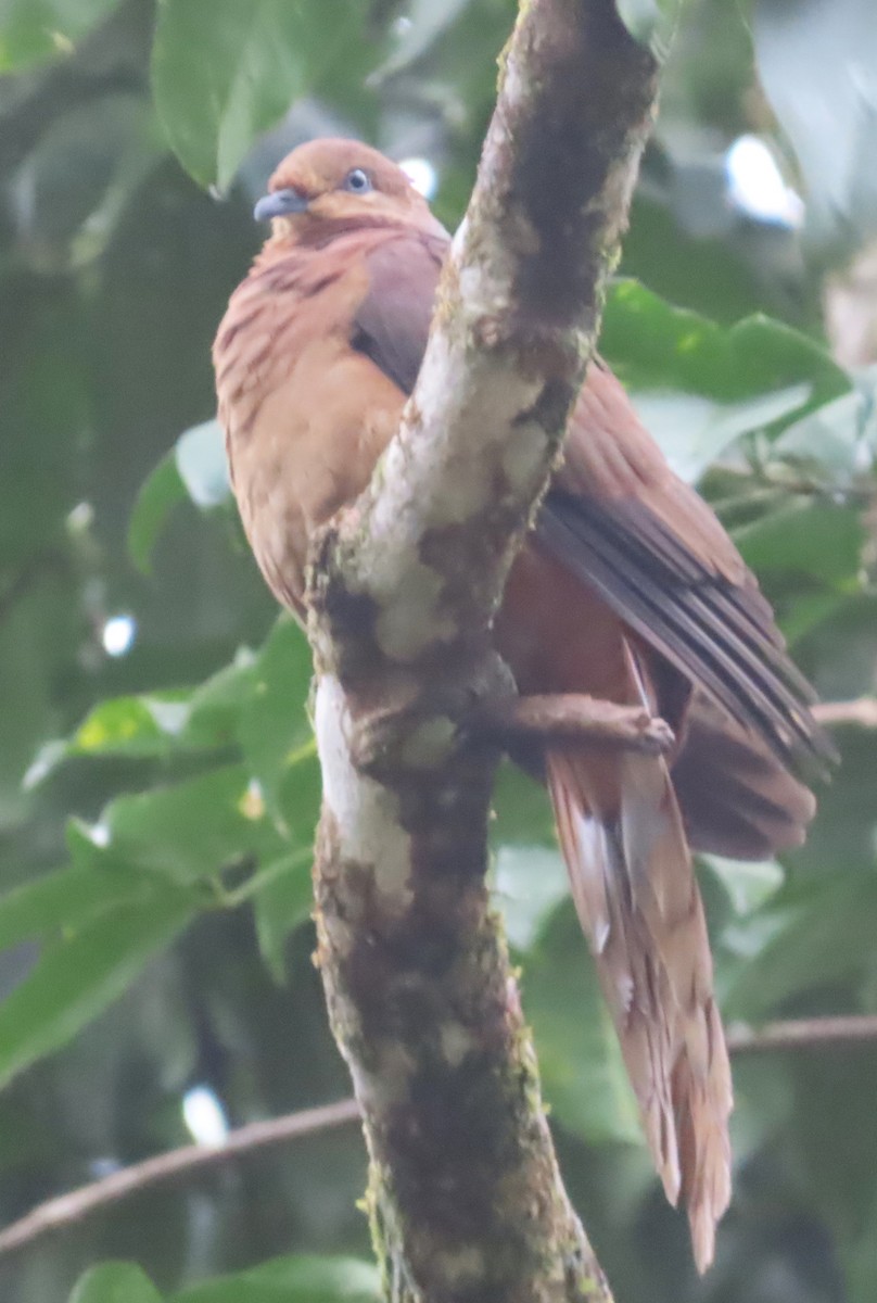 Brown Cuckoo-Dove - ML625186277