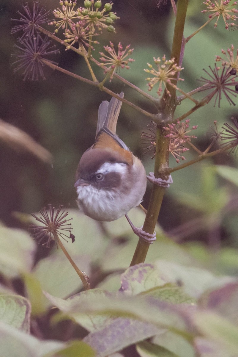 White-browed Fulvetta - ML625186321