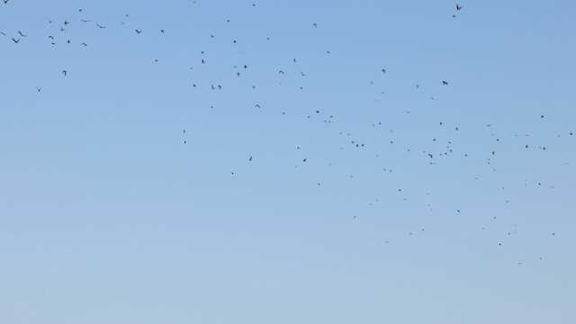 Tree Swallow - ML625186378