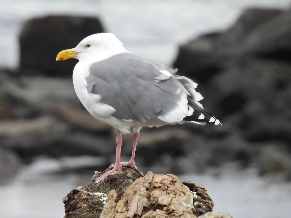 Western Gull - ML625186387