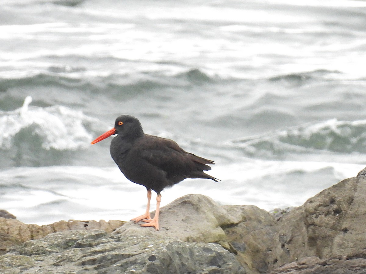 Black Oystercatcher - ML625186394