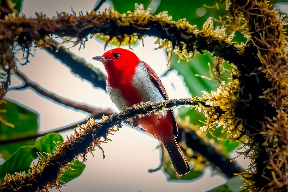 Scarlet-and-white Tanager - ML625186399